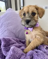 Cute & Cuddly Chacha, a female Miniature Schnauzer for sale in Gilroy, CA – 4 of 4