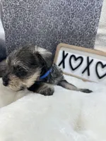 Blue, a male Miniature Schnauzer for sale in Gilroy, CA – Photo 5 of 9