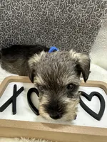 Blue, a male Miniature Schnauzer for sale in Gilroy, CA – Photo 6 of 9