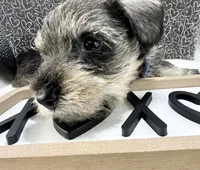 Blue, a male Miniature Schnauzer for sale in Gilroy, CA – Photo 3 of 9