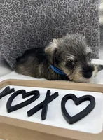 Blue, a male Miniature Schnauzer for sale in Gilroy, CA – Photo 2 of 9