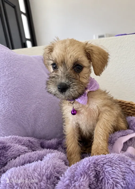 Cute & Cuddly Chacha – Miniature Schnauzer puppy for sale in Gilroy, CA