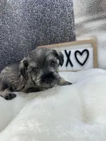 Tate, a male Miniature Schnauzer for sale in Gilroy, CA – Photo 6 of 7