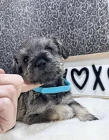 Tate, a male Miniature Schnauzer for sale in Gilroy, CA – Photo 3 of 7