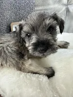 Tate, a male Miniature Schnauzer for sale in Gilroy, CA – Photo 5 of 7