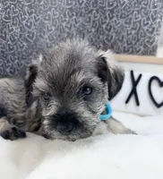 Tate, a male Miniature Schnauzer for sale in Gilroy, CA – Photo 2 of 7