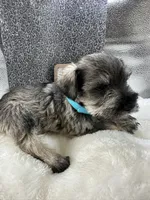 Tate, a male Miniature Schnauzer for sale in Gilroy, CA – Photo 7 of 7