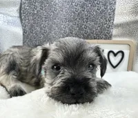 Tate, a male Miniature Schnauzer for sale in Gilroy, CA – Photo 1 of 7