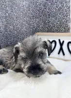 Tate, a male Miniature Schnauzer for sale in Gilroy, CA – Photo 4 of 7