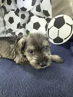 Lucky, a male Miniature Schnauzer for sale in Gilroy, CA – Photo 2 of 7