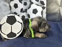 Lucky, a male Miniature Schnauzer for sale in Gilroy, CA – Photo 5 of 7