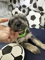 Lucky, a male Miniature Schnauzer for sale in Gilroy, CA – Photo 1 of 7