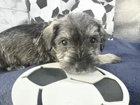 Lucky, a male Miniature Schnauzer for sale in Gilroy, CA – Photo 4 of 7