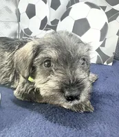Lucky, a male Miniature Schnauzer for sale in Gilroy, CA – Photo 3 of 7