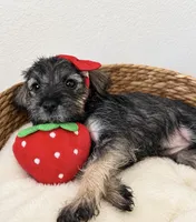 Beautiful Baby Berry, a female Miniature Schnauzer for sale in Gilroy, CA – 2 of 4