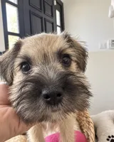 Sweet & Sasy Summer, a female Miniature Schnauzer for sale in Gilroy, CA – 5 of 5