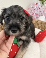 Beautiful Baby Berry, a female Miniature Schnauzer for sale in Gilroy, CA – 3 of 4