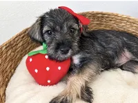 Beautiful Baby Berry, a female Miniature Schnauzer for sale in Gilroy, CA – 1 of 4