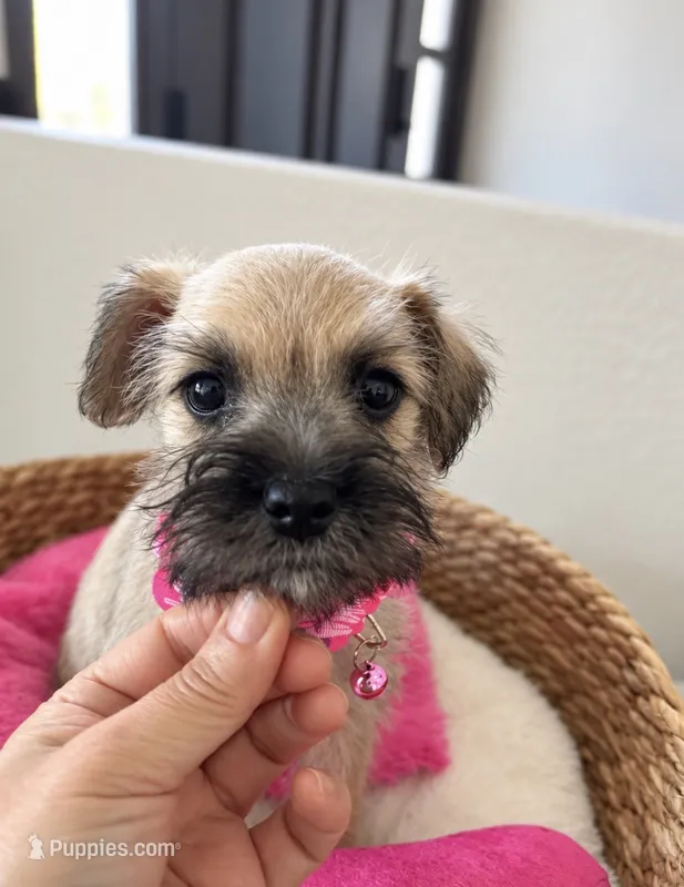 Sweet & Sasy Summer – Miniature Schnauzer puppy for sale in Gilroy, CA