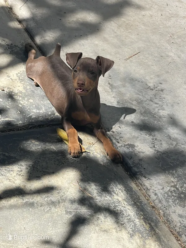 Chaparrito – Miniature Pinscher puppy for sale in Hemet, CA