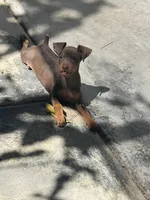 Chaparrito, a male Miniature Pinscher for sale in Hemet, CA – 1 of 1