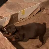 Miniature pinscher, a female Miniature Pinscher for sale in Hemet, CA – 2 of 2