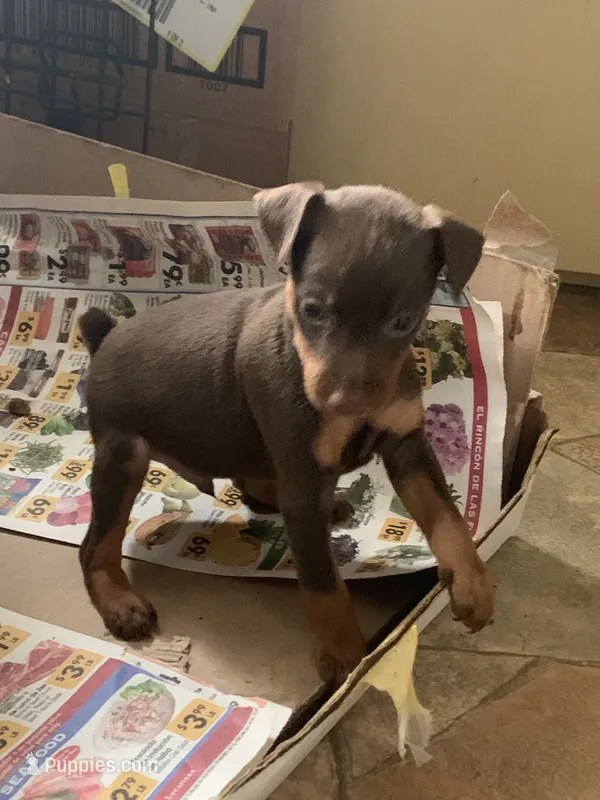 Miniature pinscher – Miniature Pinscher puppy for sale in Hemet, CA