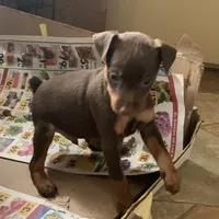 Miniature pinscher, a female Miniature Pinscher for sale in Hemet, CA – 1 of 2