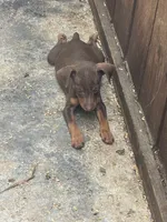 Miniature pinscher , a male Miniature Pinscher for sale in Hemet, CA – 2 of 2