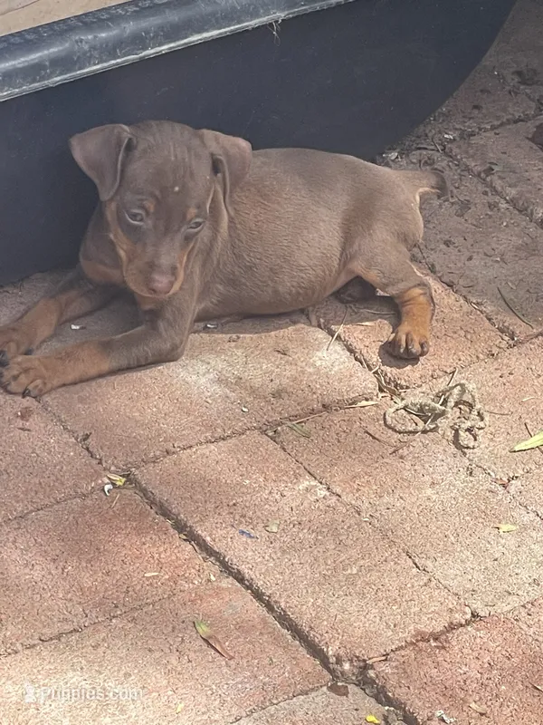 Chaparrito  – Miniature Pinscher puppy for sale in Hemet, CA