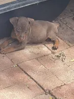 Chaparrito , a male Miniature Pinscher for sale in Hemet, CA – 1 of 1