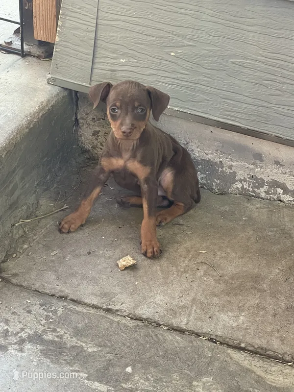 Chaparrita  – Miniature Pinscher puppy for sale in Hemet, CA