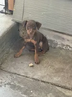 Chaparrita , a female Miniature Pinscher for sale in Hemet, CA – 1 of 1