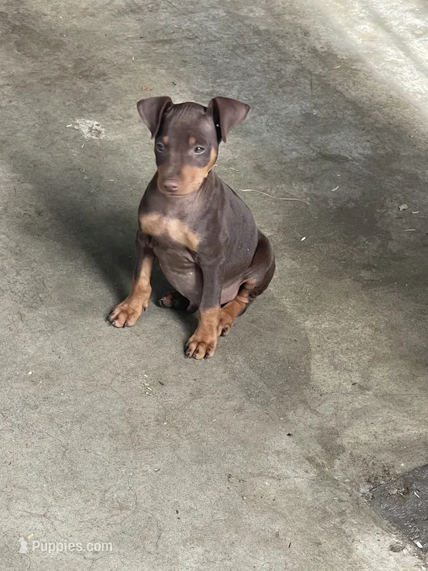 Chaparrito  – Miniature Pinscher puppy for sale in Hemet, CA