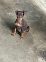 Chaparrito , a male Miniature Pinscher for sale in Hemet, CA – 1 of 1