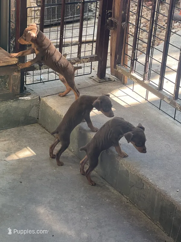 Miniature pinscher  – Miniature Pinscher puppy for sale in Hemet, CA