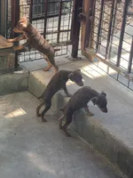 Miniature pinscher , a female Miniature Pinscher for sale in Hemet, CA – 1 of 2