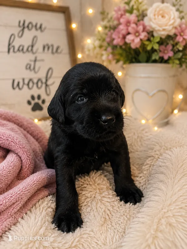 Dakota – Labradoodle puppy for sale in Washington, PA