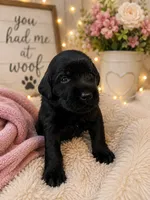 Dakota, a female Labradoodle for sale in Washington, PA – 1 of 1