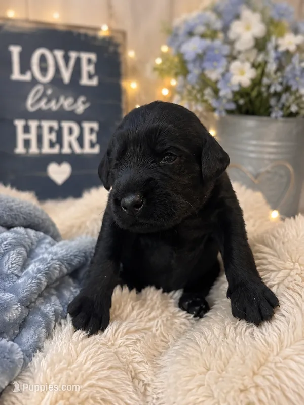 Wesson  – Labradoodle puppy for sale in Washington, PA