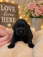 Kimber, a female Labradoodle for sale in Washington, PA – 1 of 1
