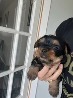 Yorkshire terrier , a female Yorkshire Terrier for sale in Vassar, MI – 3 of 4