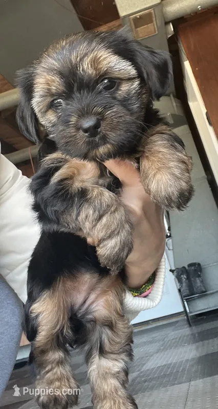 Yorkshire terrier  – Yorkshire Terrier puppy for sale in Vassar, MI