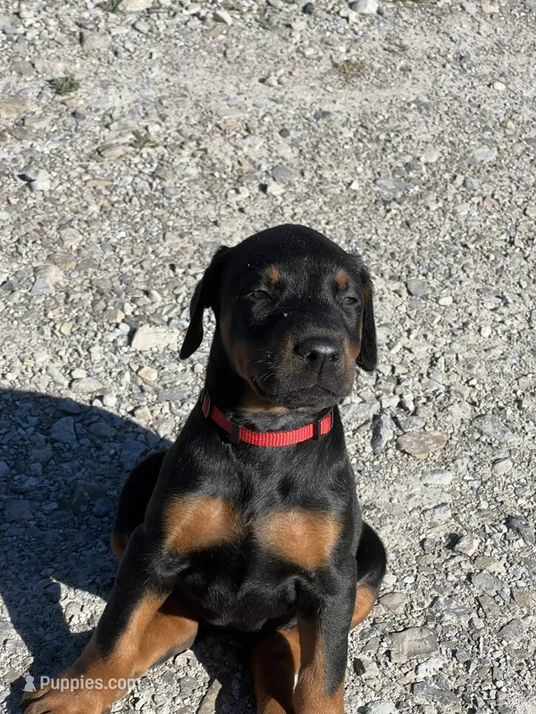 Doberman  – Doberman Pinscher puppy for sale in Vassar, MI