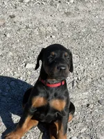 Doberman , a male Doberman Pinscher for sale in Vassar, MI – 1 of 2