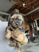 Yorkshire terrier , a female Yorkshire Terrier for sale in Vassar, MI – 4 of 5