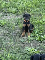 Doberman , a male Doberman Pinscher for sale in Vassar, MI – 2 of 2