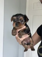 Yorkshire terrier , a female Yorkshire Terrier for sale in Vassar, MI – 2 of 4