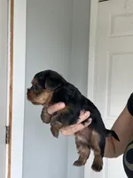 Yorkshire terrier , a female Yorkshire Terrier for sale in Vassar, MI – 1 of 4