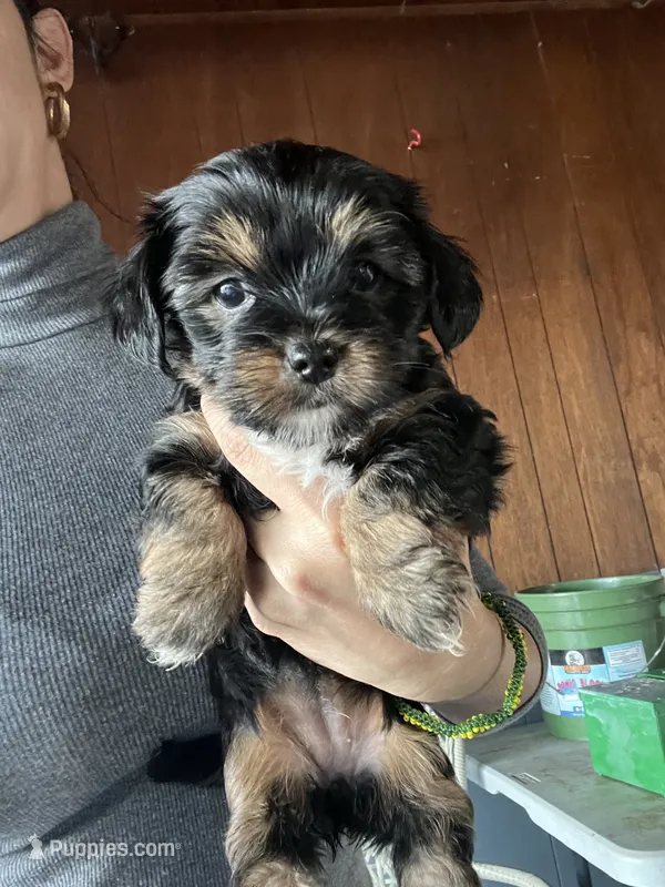 Yorkshire terrier , a female Yorkshire Terrier for sale in Vassar, MI – 1 of 1